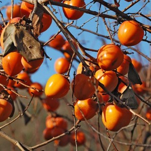 Хурма Королек (ХИАКУМЕ) (Предзаказ)