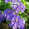 Комплект 5шт / Клематис Кантес оф Лавлейс: фото и описание