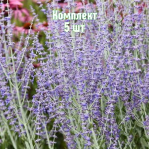 Комплект 5шт / Перовския лебедолистная Тоскующая