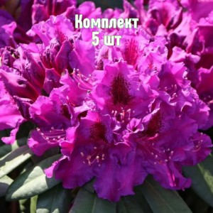 Комплект 5шт / Рододендрон Азуро