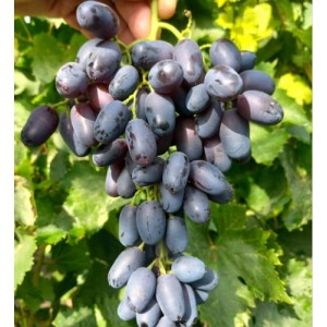 Виноград Академик Авидзба