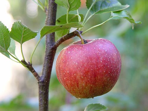 Саженец яблони Джонаголд: фото и описание