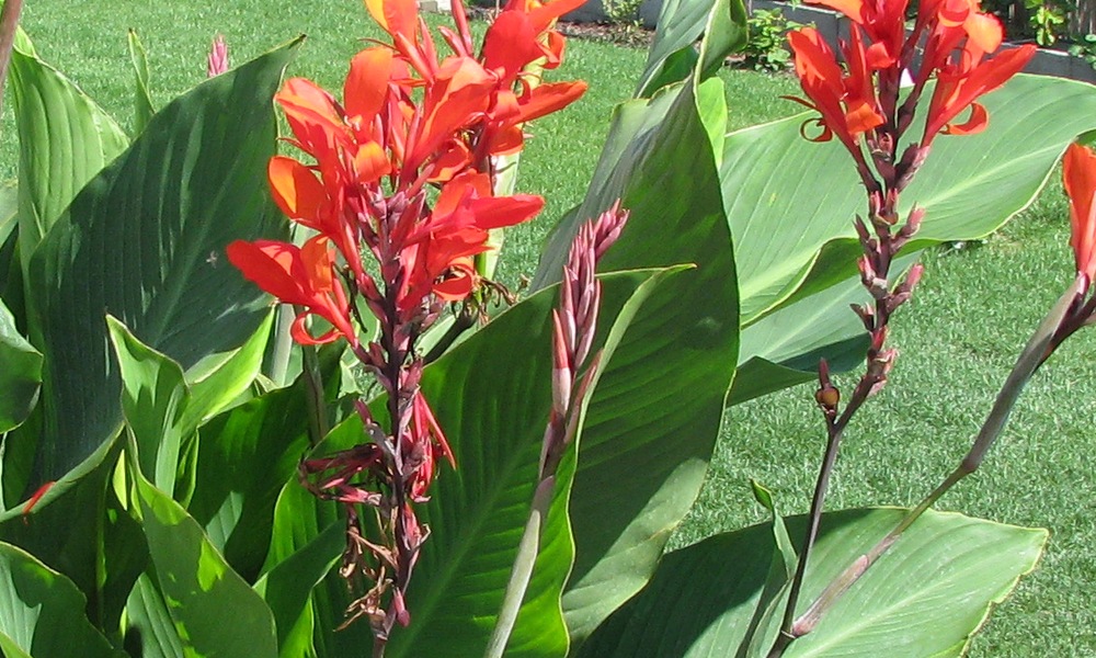 Канна индийская canna Indica